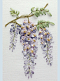紫藤花丝带绣 : 这是一种蔓生攀缘植物，长有艳丽的豌豆状花，常缠绕在多瘤的茎上。它们或依附在墙上，或越过拱廊，或攀爬在树上，景象壮观。尽管效果不能立即显现，但在绣制前，对花后的主要部分的绣布着色仍要求很高。丝带用3种不