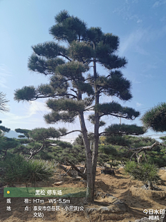 紫薇花花花采集到松
