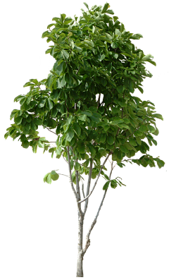 易无忧Y采集到植物