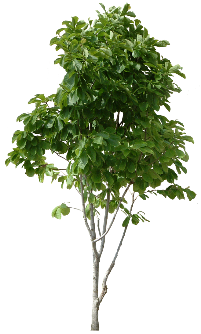 树PNG
