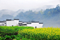 【春季旅行】婺源——油菜花田里的黑瓦白墙