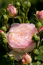 Rose 'Andre Brichet' | Grow: A Garden Pink | Pinterest