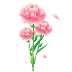 康乃馨手绘、插画、卡通、简笔花 (7)