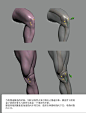 人体结构 | Glauco Longhi的人体结构系列笔记（8）-元素文章-微元素 - Element3ds.com!