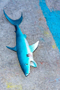 Shark + Chalk = Awesome