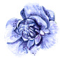 花PNG