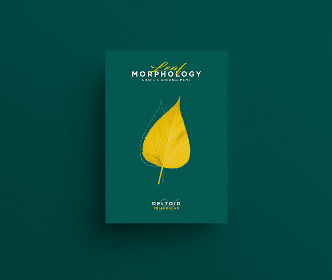 Leaf Morphology