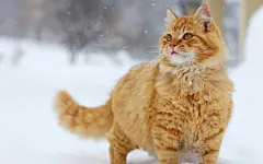  可爱萌宠猫星人桌面壁纸   #萌宠# #可爱# #优质#