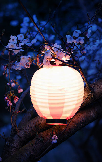 【日本色的灯·花·叶】photo by ...