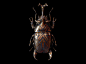 Engraved Entomology : A series of personal explorations combining genetic mixology infused with a hint of pattern design.Resulting in a collection of digital wallpapers and print artwork.Enjoy and thank you for viewing. 
