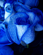 清纯的爱 蓝玫瑰花壁纸