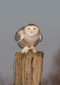 beautiful-wildlife:

Snowy Owl on Post by Jim Cumming
