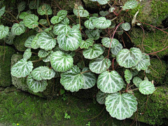 山山betty采集到花境品种