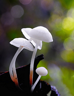 美丽人生2019采集到植物王国（菌）