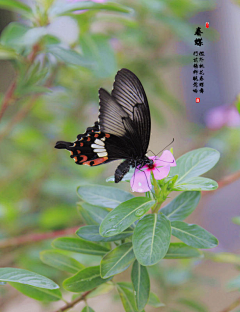 木子水兰1采集到动物世界