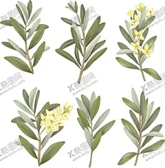 手绘水彩桂花插画 【酷图网】手绘水彩桂花,水彩桂花插画,桂花插画,花卉插画,卡通插画,卡通贴纸,水彩元素,水彩插画,插画元素,手绘插画,插画设计,矢量元素,元素设计