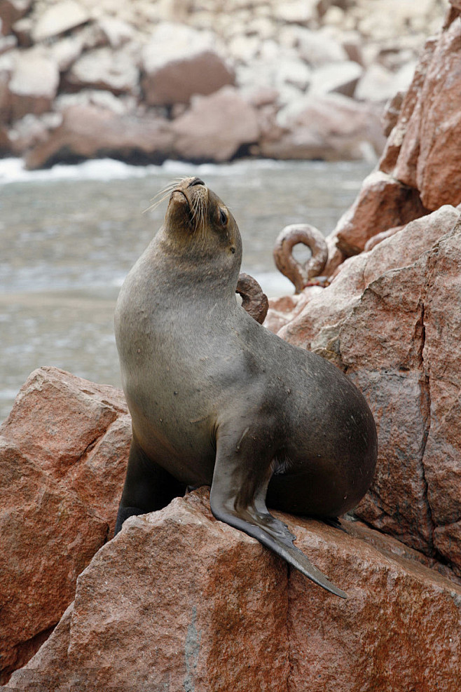 鳍脚目海狮科海狗亚科南海狗属南美海狗