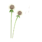 蒲公英 高质量花卉花朵PNG免抠图_17.-Dandelion