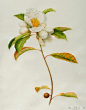 画家昵称Karen Kluglein Botanical Artist 最喜欢第一张~ 可不看了 今天虐死了~_(:зゝ∠)_