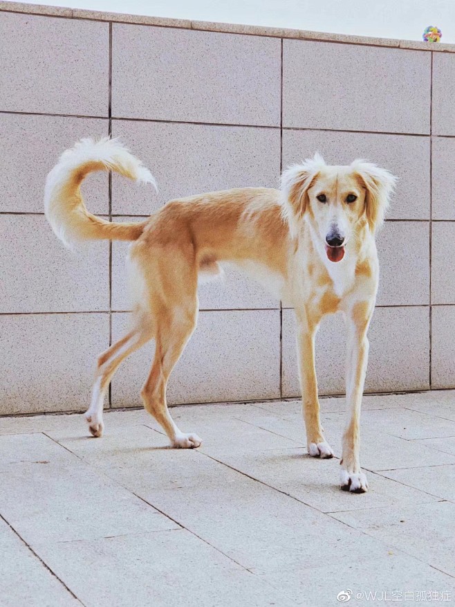 中国细犬