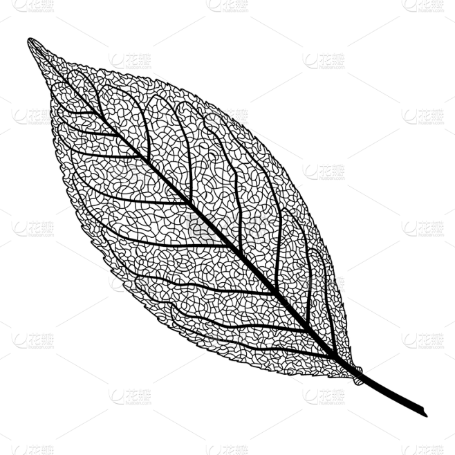 叶脉,白色,黑色,轮廓,自然,图像,叶子,无人,黑白图片,矢量素材-花瓣网