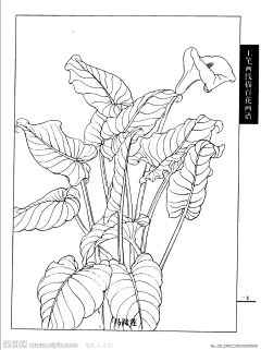 因为热爱0702采集到国画白描