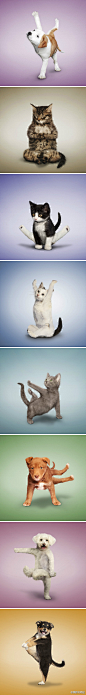 摄影发烧控：一组超可爱小猫小狗瑜珈照
