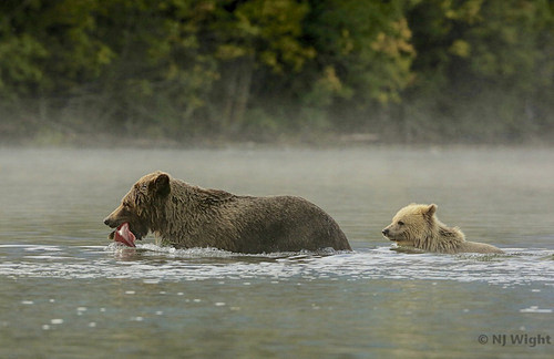 Grizzlies in the Mis...