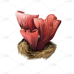 猪耳菌或紫鸡油菌，食用菌种。果体瓶扇形，边缘波浪形，孤立在白色上。数字艺术插画天然食品秋收。