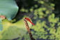 荷池一点红

好久没再看到红蜻蜓，没想到在荷池看到。阳光下，枯枝上，荷香带着童年的味道。