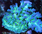 Ice Fire Echinata Coral