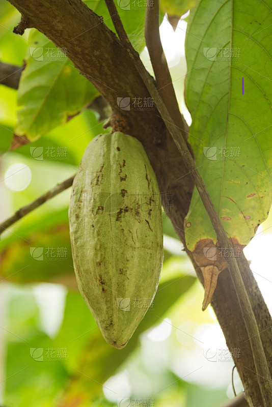 热可可,水果,垂直画幅,褐色,生食,热带雨林,雨林,豆,农作物,可可树的果实