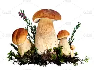 蘑菇,森林,菌腮,菌丝,泥炭,褐色,水平画幅,素食,无人,苔藓