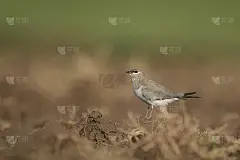 小林鹬