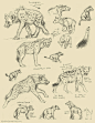 #绘画参考# 专门画动物的画师 kenket  对斑鬓狗的草图研究。