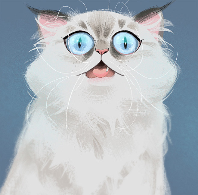 Cats : Various cat p...