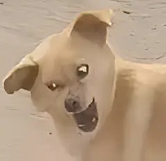 狗狗震惊不敢相信表情包