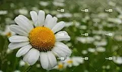 花 洋甘菊 高清壁纸 美丽的壁纸 Mac壁纸 雏菊 桌面背景