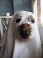 Ghost dog: 