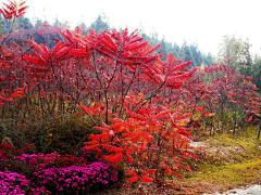 造园小花匠采集到A-落叶花灌木