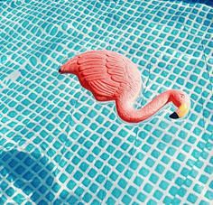 Flamingo.