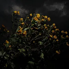 Flowers | Grant Simon Rogers - 观念摄影 - CNU视觉联盟