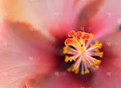 玫瑰,分离着色,贺卡,水平画幅,夏天,特写,仅一朵花,花蕾,白色,植物