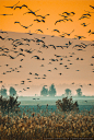 magicalnaturetour:

Photographer Andre Zelmanovich [azelman.livejournal.com] ~ Hula Valley