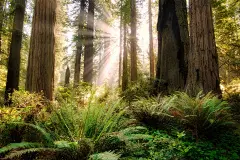 Breaking Through : Two weeks ago I took a solo weekend trip, driving a long way to Redwood National and State Parks. I have been always wanted to shoot the scene of early morning light rays breaking through the redwood forest. And I am glad I got it in th