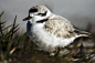 Snowy Plover