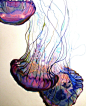 Jellyfish Swimming