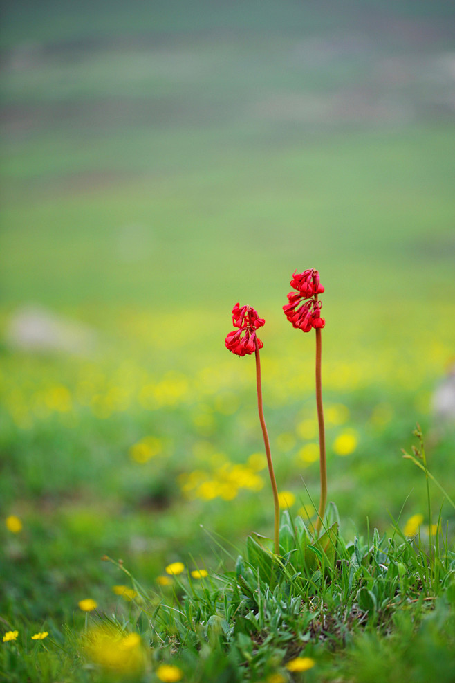 胭脂花