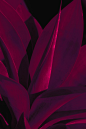 Xuebing DU 彩色的叶子 - 观念摄影 - CNU视觉联盟