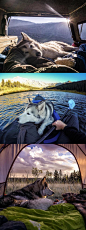 带着二哈去旅行  ins：loki_the_wolfdog